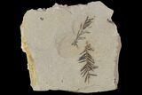 Metasequoia (Dawn Redwood) Fossils - Montana #89395-1